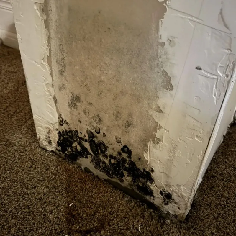 Professional Mold Removal in Meigs, GA